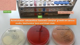 Acinetobacter Identification in Laboratory [upl. by Bael]