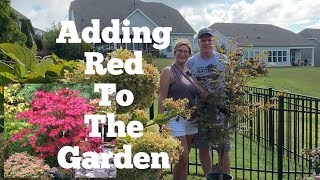 Spice Up Your Garden With A Stunning Bloodgood Maple Tree Planting Tutorial [upl. by Carolee]