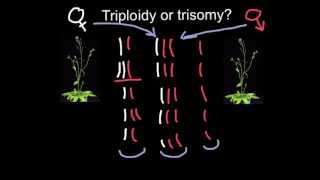 Triploidy or Trisomy what is the difference [upl. by Eednarb]