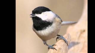 Sounds of a BlackCapped Chickadee [upl. by Ralph596]