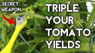 How to pollinate tomatoes by hand amp get Huge Tomato Yields [upl. by O'Driscoll]