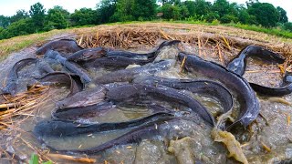 WOW amazing fishing catch a lot of in the straw at field near the village by hand [upl. by Gregorius]