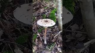 Macrolepiota procera mazza di tamburo pariciola bubbola mushroom nature [upl. by Herodias139]