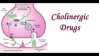 cholinergic drugs part 1 [upl. by Gutow672]