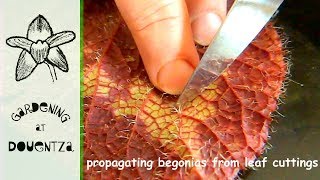 Propagating Begonias From Leaf Cuttings 1 of 2 [upl. by Aniham968]