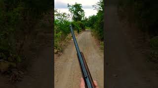 roebuck 22longrifle 22lr huntingmacedonia wildmacedonia [upl. by Elkraps]