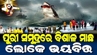 ପୁରୀ ସମୁଦ୍ରରେ ବିରାଟ ମାଛ ଲୋକେ ଆତଙ୍କିତ  Lord Jagannath Story  Odia Short Story [upl. by Amaty]