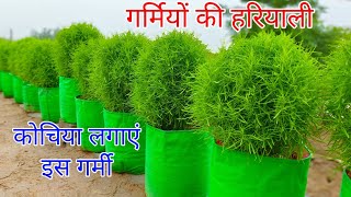 तपती गर्मी का राजा कोचिया जरूर लगाएं । How To Grow Kochia Plant [upl. by Noyr115]