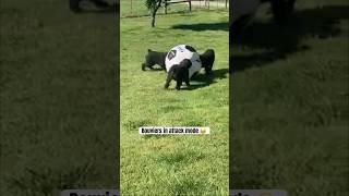 Bouviers attack ball demonstrates their herding technique 💪bouvierdesflandres dog shorts [upl. by Schlessel]