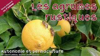 Planter des agrumes rustiques  Autonomie et permaculture avec David [upl. by Kresic]