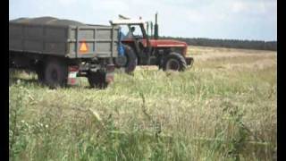 Zetor 16145 rusza z rzepakiem ENGINE SOUND DZWIĘK SILNIKA [upl. by Upshaw317]