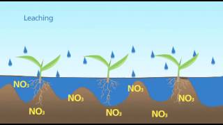 Nitrogen Leaching [upl. by Furgeson]