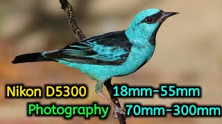 Nikon D5300 Photography 18mm55mm70mm300mmNikon D5300 Camera Review [upl. by Purity391]