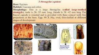 family strongylidae ٍStrongylus equinum Strongylus vulgaris Strongylus edentatus [upl. by Hazeefah691]