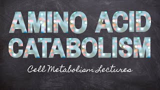 Breaking Down Amino Acids  Part 10 Metabolism Foundations  Nourishable Macronutrients Lecture 26 [upl. by Eelloh]