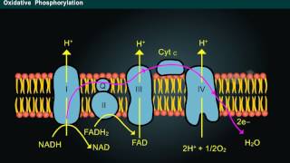 Phosphorylation Year1 [upl. by Bogart]