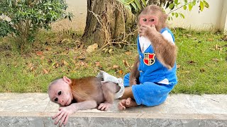 Cubis Monkey Familys Cutest Video Cutis is worried when the baby monkey poops [upl. by Faxun]