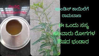 ನೆಲನೆಲ್ಲಿ ಕಷಾಯ ಮಾಡುವ ವಿಧಾನ  ಈ ಒಂದು ಸಸ್ಯ ಹಲವಾರು ರೋಗಗಳ ಔಷದ ಭಂಡಾರ [upl. by Divadnhoj]