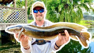 Fishing Florida Canals For BIG Snakehead [upl. by Kcirednek]