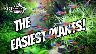 Dont Buy Aquarium Plants Without Watching This FIRST The Easiest Plants In The Hobby [upl. by Meggs]