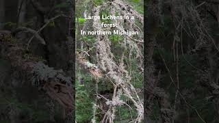 Large Lichens In a Forest in northern Michigan [upl. by Philine6]