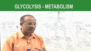 Glycolysis  Metabolism  Dr Najeeb [upl. by Atiniv]