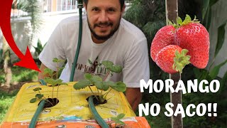 PLANTAR MORANGO NO SACO DE RAÇÃO  IRRIGAÇÃO [upl. by Ecidnarb]