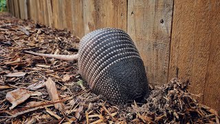 Armadillo Digging in Ant Mound [upl. by Stanwinn]