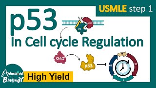 p53 in cell cycle regulation  p53 and cancer  p53 tumor suppressor [upl. by Archie498]