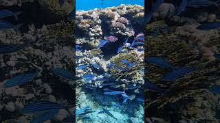 Suez fusilier fish 🐟 Red Sea 🌊 Coral reef 🪸 Egypt 🇪🇬 fish coralreef nature snorkeling [upl. by Citarella]