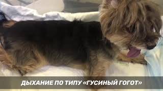 Tracheal collapse dog tracheal malformation Коллапсмальформация трахеи Стентирование трахеи собаке [upl. by Neiluj]