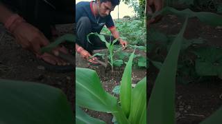 मक्का के पौधे  corn plants are growing nature farming cornplant shorts [upl. by Richardo408]