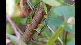 Black Legged Meadow Katydid Oct 2024 [upl. by Rutra]