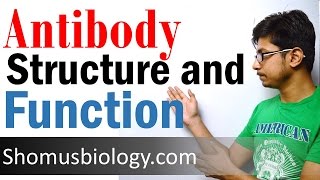 Antibody structure and function [upl. by Nosemyaj]