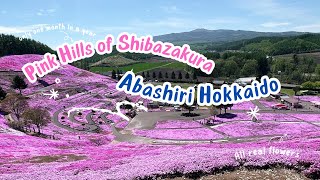 Pink Hills in Japan 🇯🇵 Shibazakura Festival  Sobrang Ganda 🌸🌸🌸 Higashi Mokoto Hokkaido [upl. by Rebmyt]