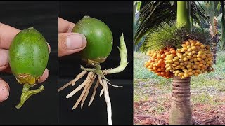 How To Grow Betel nut Supari Plant [upl. by Siri]