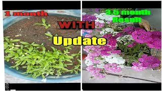 How to Transplant Phlox plant with update till flowering and care tips [upl. by Keith227]