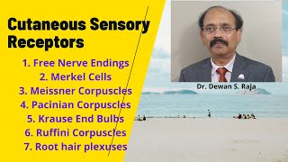 Cutaneous Sensory Receptors [upl. by Pall871]