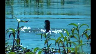 Eurasian Coot diving looking for food [upl. by Voltmer857]