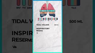 Understanding Respiratory Volumes  NEET Biology Class 11 NCERT Breathing amp Exchange of Gases [upl. by Andrien]