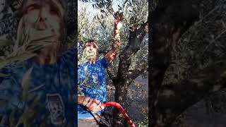 Κλάδεμα ελιάς 2Olive Tree pruning Part 2 [upl. by Eivla153]