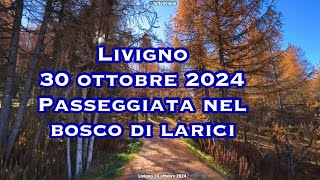 Livigno 30 ottobre 2024 Nel bosco di larici [upl. by Ria]