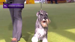 Standard Schnauzers  Breed Judging 2024 [upl. by Arquit]