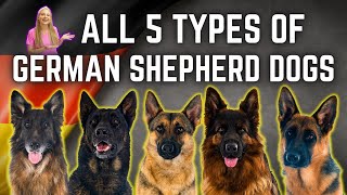 The 5 German Shepherd Breed Types Simply Explained [upl. by Anauqcaj684]