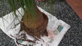 NOLINA RECURVATA RE PLANTING [upl. by Nirtak]