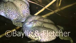 Truncatesnouted burrowing frog Cambodia 20110429002159mp4 [upl. by Zelma]