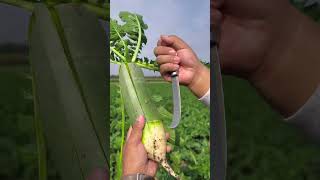 Daikon Cross Pastinaca sativa Raphanus sativus Radish plant shorts satisfying subscribe [upl. by Einneb]