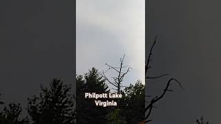 Philpott Lake in Virginia from my kayak Green herons in the tree [upl. by Lisabeth]