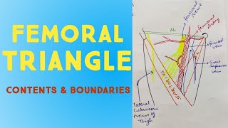 Femoral Triangle Anatomy in Hindi  Contents amp Boundaries  Lower Limb [upl. by Aynav]