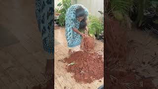 Repotting my 3 year old areca palm🌴plant gardening houseplants repottinggardenuppropagation [upl. by Jewelle348]